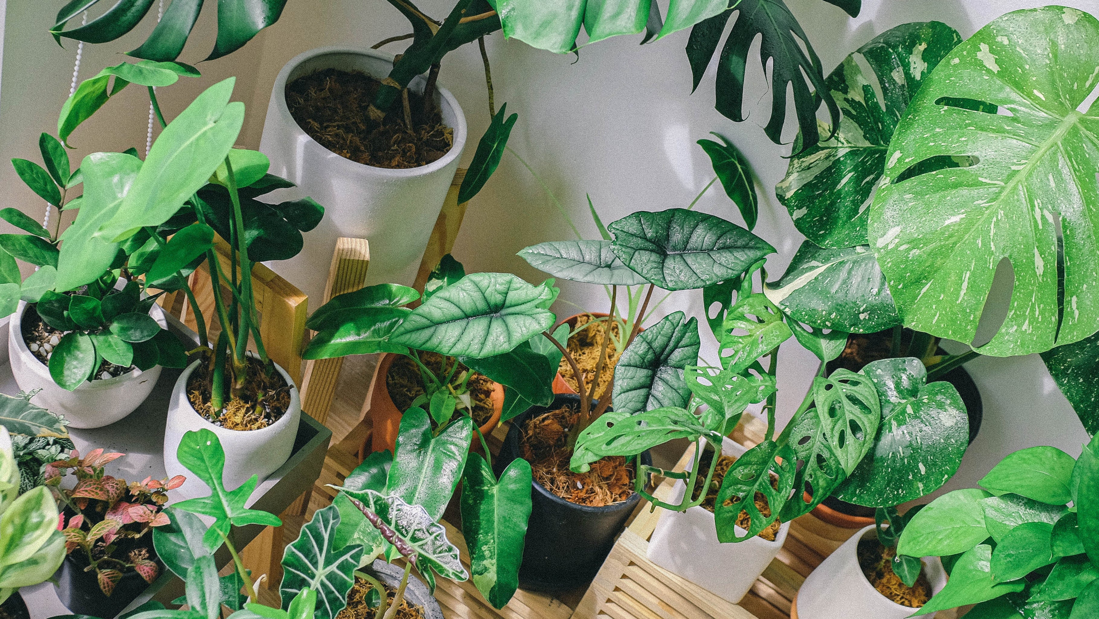 Ephemera Plant Shop Factory Sale innoem.eng.psu.ac.th