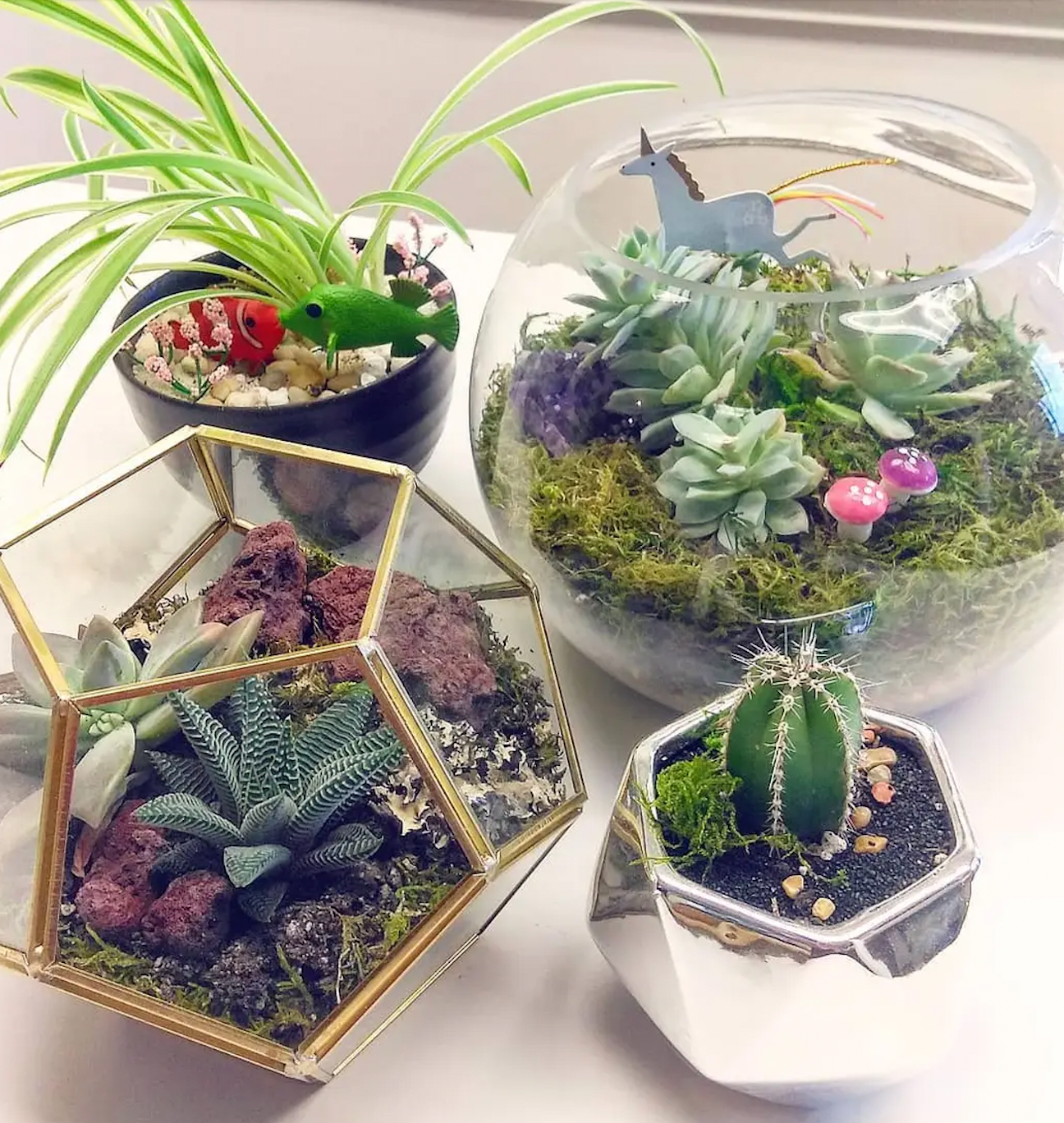 Terrarium Kit, Dallas - Fort Worth (TX) Plant Delivery