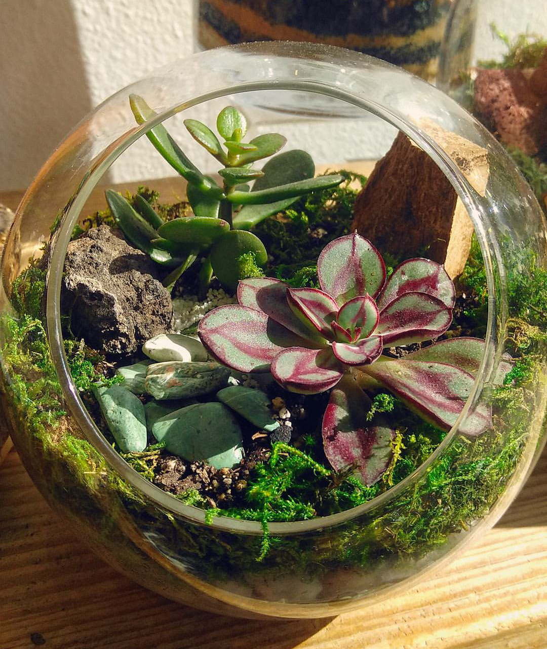 Ephemera - Plants, Terrariums, Comics! | Ephemera Terrariums & Plant Shop